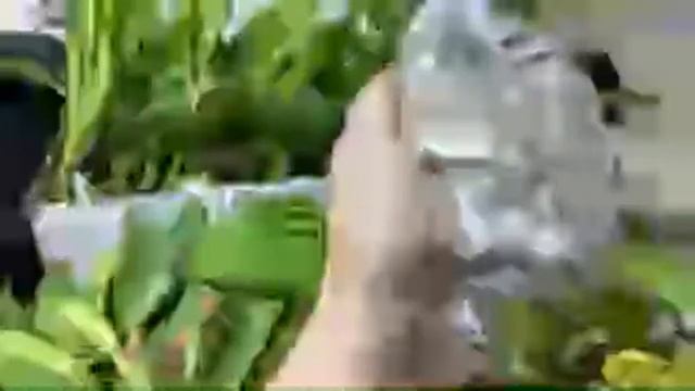 Новая поставка орхидей из Эквадора