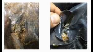 Субстрат для вешенки своими руками. Плесень на субстрате вешенки - как ее убрать?