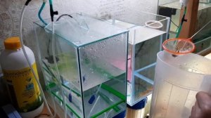 Коридорас Лазер Голд  Разведение