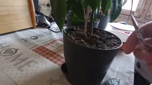 НЕКУДА ДЕВАТЬ !!! Осенний сбор урожая острых мини-перцев...