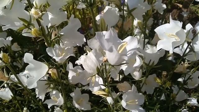 Колокольчик персиколистный белый! Полезные свойства, описание смотреть онлайн