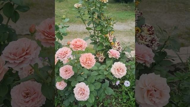 мокароза