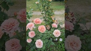 мокароза