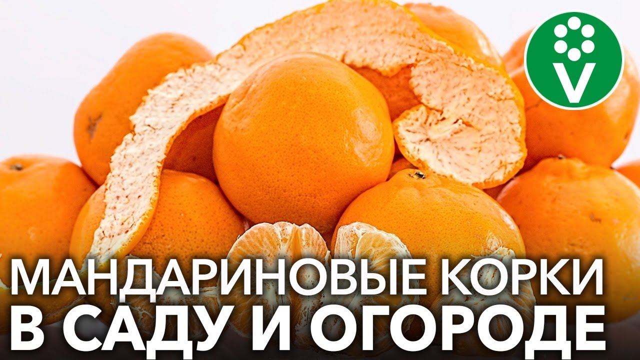 Мандариновые корки для огорода. Чем полезен мандаринные корки. Шкурка мандарина полезные свойства. Мандариновая кожура польза. Человек который быстро чистит мандарины.