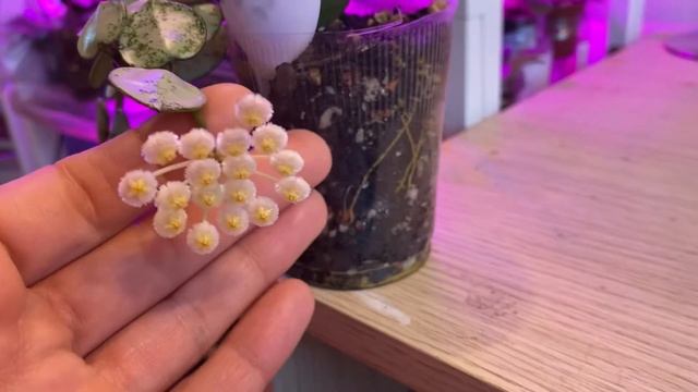 Цветение Хойя Лакуноза эскимо сильвер. Hoya Lacunosa Silver смотреть онлайн