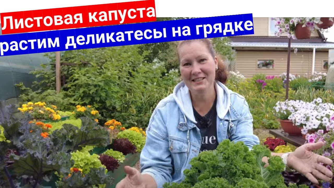 Листовая капуста - супер продукт на вашей грядке. Зачем покупать дорогую капусту кейл? Растите сами!