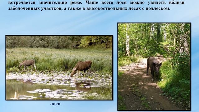 Национальный парк Мещёрский смотреть онлайн