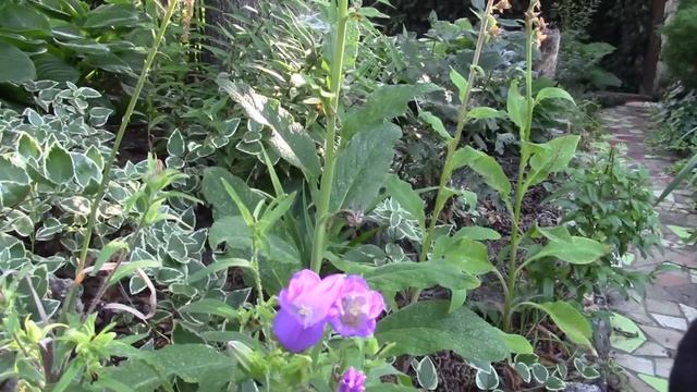 КОЛОКОЛЬЧИКАМ ПОДБИРАЕМ ПОЛУТЕНЬ ДЛЯ ПОСАДКИ. БУДЕТ ДЛИТЕЛЬНОЕ ЦВЕТЕНИЕ! смотреть онлайн