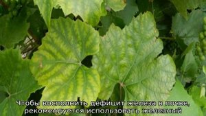 Хлороз винограда, лечение