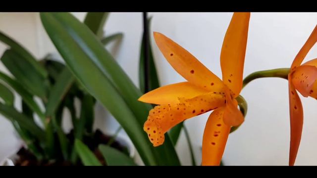 UNBOXING FROM ETSY & WHAT'S IN SPIKE & IN BLOOM смотреть онлайн