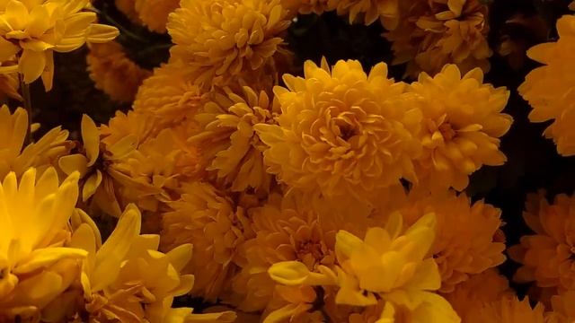 Осень.Что у нас цветёт. Пекинка.Каркас для роз. смотреть онлайн