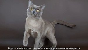 Бурманская кошка, характер котят и котов бурм