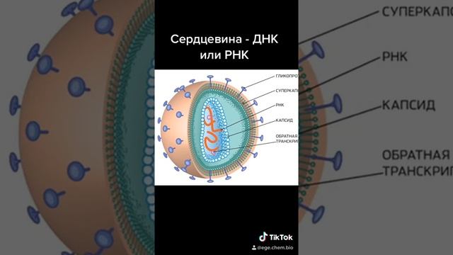 Вирусы  Готовимся к ЕГЭ 2021 Химия и Биология