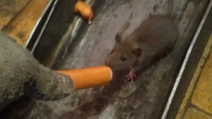 Крыса и колбаса!!! часть 1