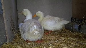 плюсы и минусы в содержании пекинский уток.