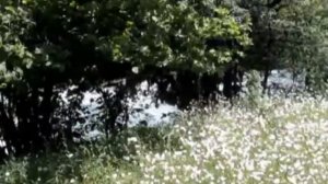 Горные реки Абхазии.avi