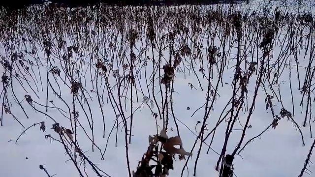 Малина дерево Таруса. Ответы на вопросы по выращиванию. смотреть онлайн