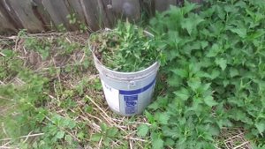 Готовим супер удобрение для подкормки овощных и цветочных культур