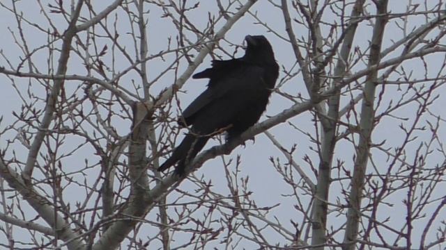 Наблюдение за хищными птицами(сорока и ворон) смотреть онлайн
