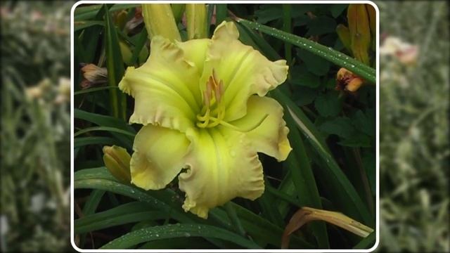 Селекция Мои лилейники 2022 часть 1 смотреть онлайн