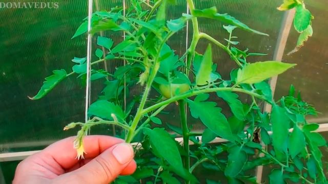 ПРИЩИПЫВАТЬ ПОМИДОРЫ - ОТЛИЧНЫЙ УРОЖАЙ! смотреть онлайн