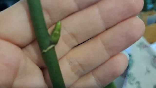 Орхидея Белый Лебедь.Это белый биг лип.Какой же сюрприз она приготовила?Всем сюрпризам СЮРПРИЗ!!!? смотреть онлайн