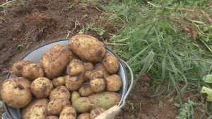 Урожай картофеля.
