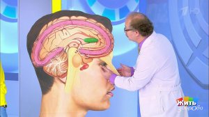 Почему взрослым нужны прививки: менингококк. Жить здорово! Фрагмент выпуска от 11.11.2019