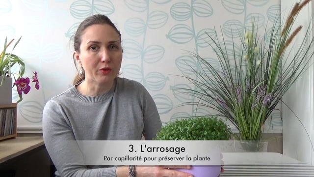 Culture et entretien de l'helxine en intérieur смотреть онлайн