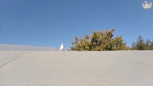 Прилетел #голубь и не #улетает-YOUTUBE