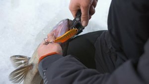 СУДАКИ НЕ ЛЕЗУТ В ЛУНКУ! Зимняя рыбалка на Рыбинке, ловля на вибы Madness. ТРОФЕЙНАЯ РЫБАЛКА! 4K