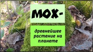 Мох - древнейшее растение на планете.Состаривание камня.
