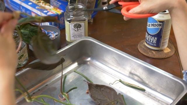 3 Ways to Propagate a Philodendron Micans смотреть онлайн