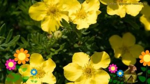 Лапчатка кустарниковая Кобольд. Краткий обзор, описание характеристик potentilla fruticosa Kobold