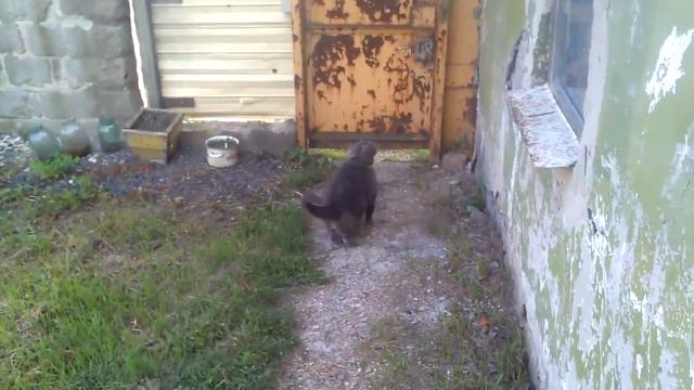 Приключения толстого кота в огороде смотреть онлайн