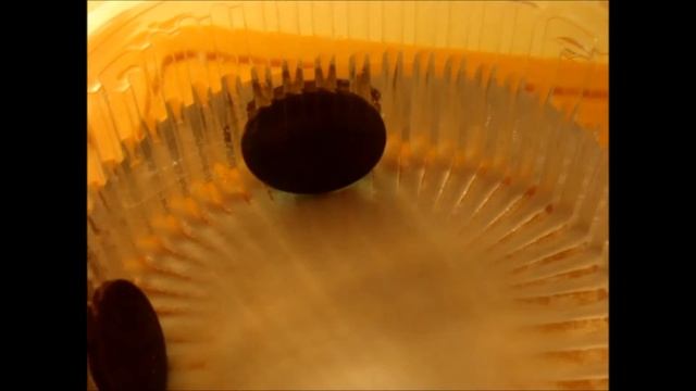 Чистка монет. Выпуск 14 (Трилон Б) смотреть онлайн