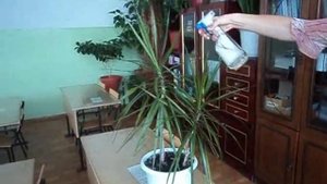 Уход за комнатными растениями