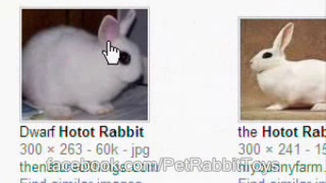 Dwarf Hotot Rabbit ? Rabbit Types Series смотреть онлайн