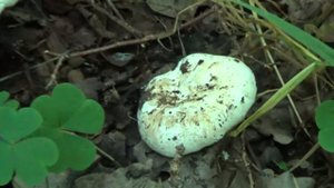 Белые грузди или подгруздки в лесу.  Как растут