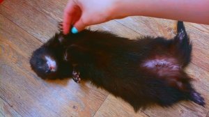 ЗАЛИПАТЕЛЬНОЕ ВИДЕО. Ну просто самое милое видео! УСЫПИЛА 2 ХОРЬКОВ.  Попробуй не залипнуть челленд