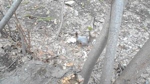 Из чего гнездо у белки? ЧИТАЙТЕ ОПИСАНИЕ!