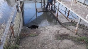 РЫБАЛКА КРАСНОДАР КАРАСУНЫ ТИЛЯПИЯ