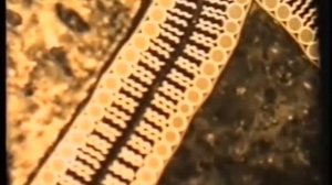 Химия клетки | Белки, жиры и углеводы | Химический состав клетки | ОГЭ и ЕГЭ по биологии [1.0]