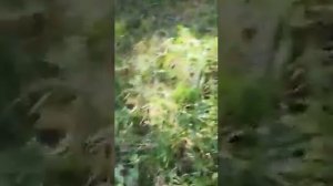 Медведь загрыз человека и был застрелен