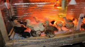 Оптимальная температура для содержания цыплят в первые дни жизни