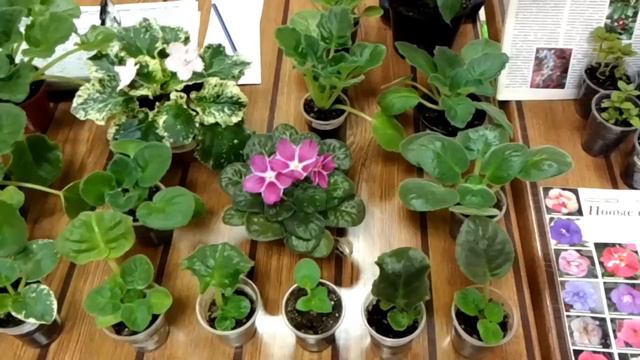 Ярмарка цветов в Юго-западном(@LIFE2FILM) смотреть онлайн