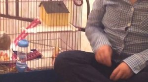 Грызучий хомяк!!! Почему хомяк грызет клетку?