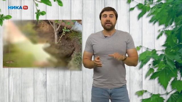 Высаживаем растения летом. Да это можно. смотреть онлайн