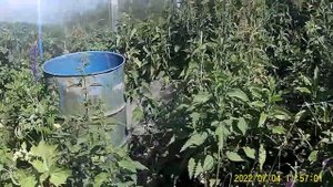 Подкормите томаты  Фосфорно -Калийными удобрениями