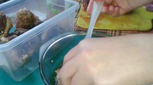 Кусочки утки с яблоками в духовке!